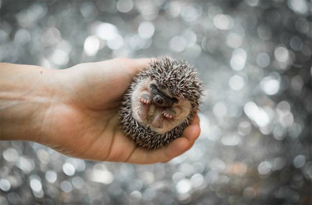 Cute And Funny Hedgehogs (60 pics)