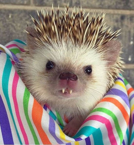 Cute And Funny Hedgehogs (60 pics)