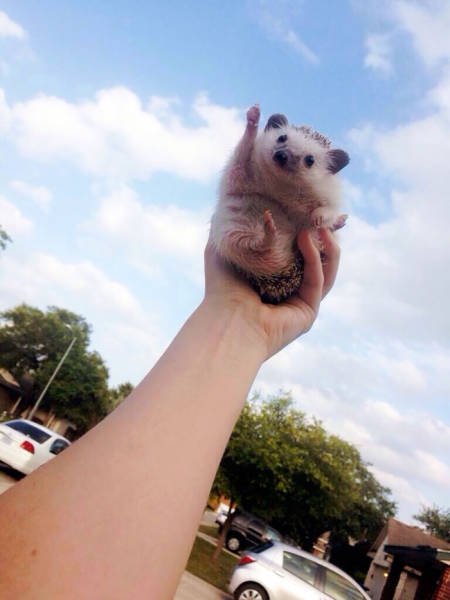 Cute And Funny Hedgehogs (60 pics)