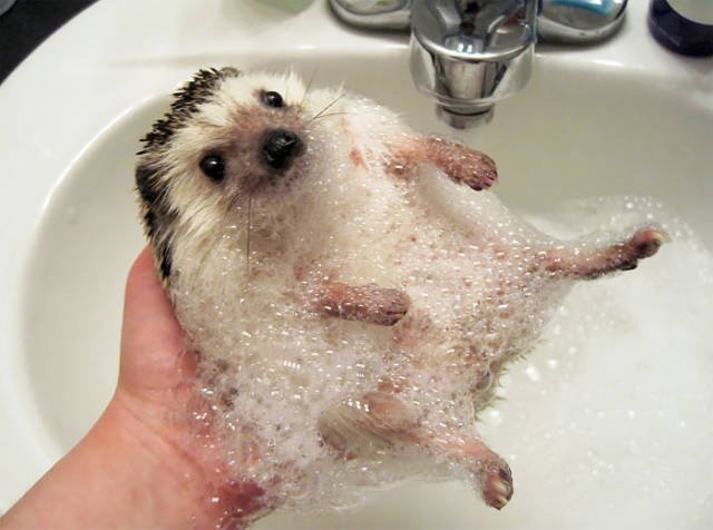 Cute And Funny Hedgehogs (60 pics)