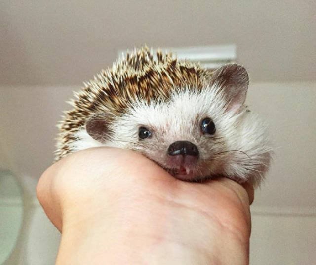 Cute And Funny Hedgehogs (60 pics)