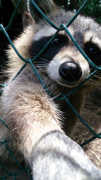 Funny Animals (48 pics)