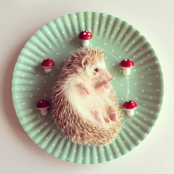 Cute And Funny Hedgehogs (60 pics)