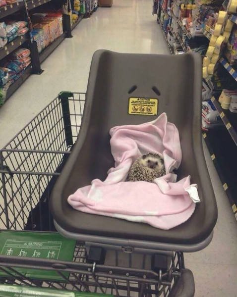 Cute And Funny Hedgehogs (60 pics)