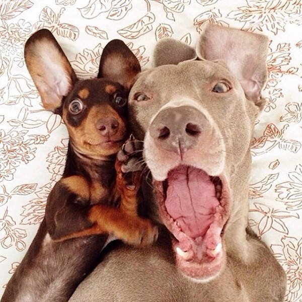 Funny Animals (48 pics)