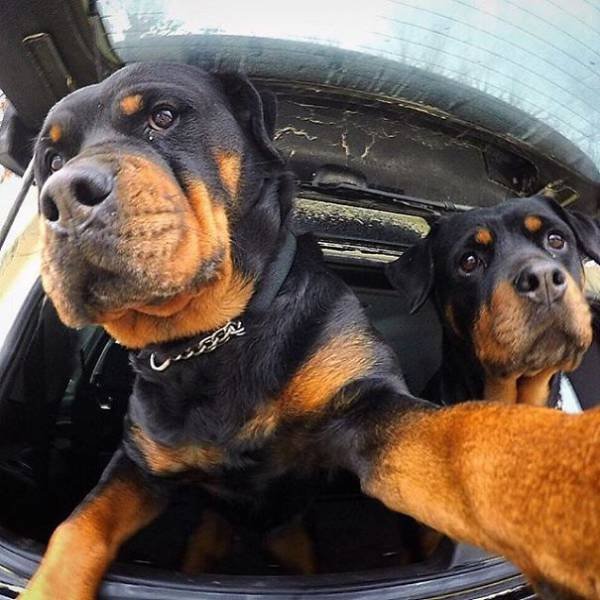 Funny Animals (48 pics)