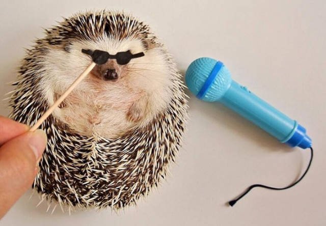 Cute And Funny Hedgehogs (60 pics)