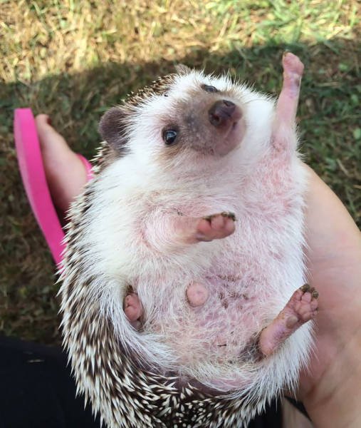 Cute And Funny Hedgehogs (60 pics)