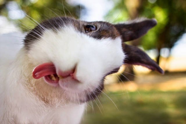 Funny Animals (48 pics)
