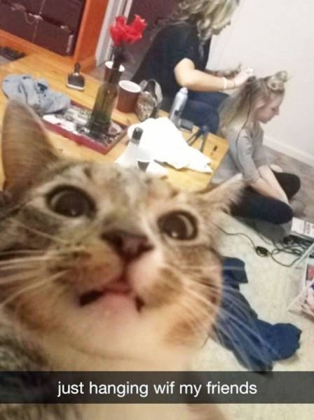Funny Animals (48 pics)