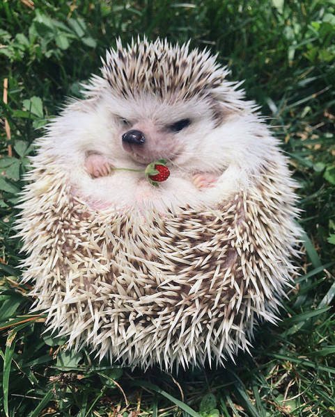 Cute And Funny Hedgehogs (60 pics)