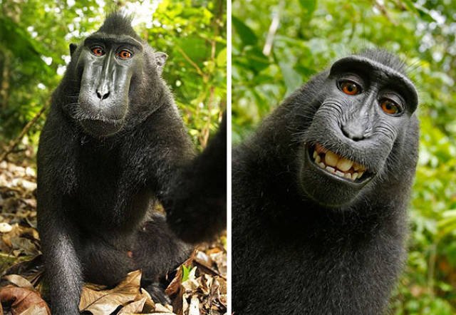 Funny Animals (48 pics)