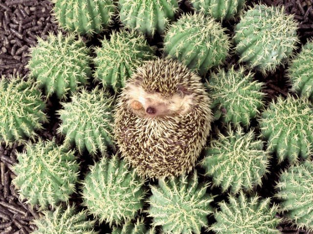 Cute And Funny Hedgehogs (60 pics)