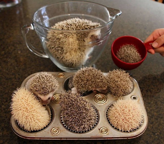 Cute And Funny Hedgehogs (60 pics)