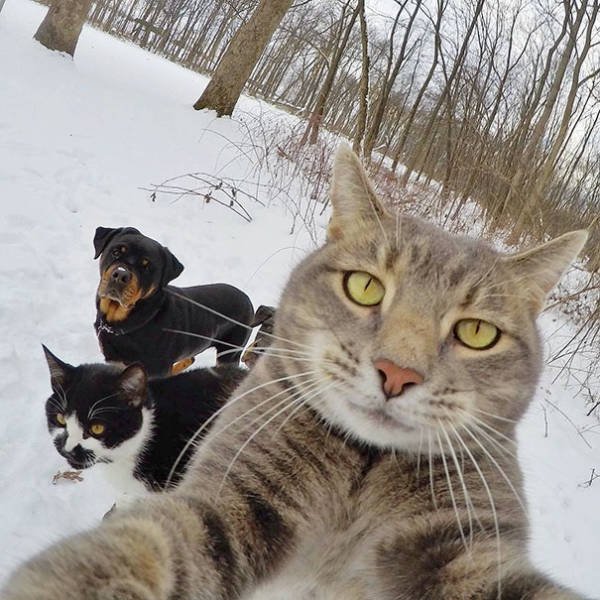 Funny Animals (48 pics)