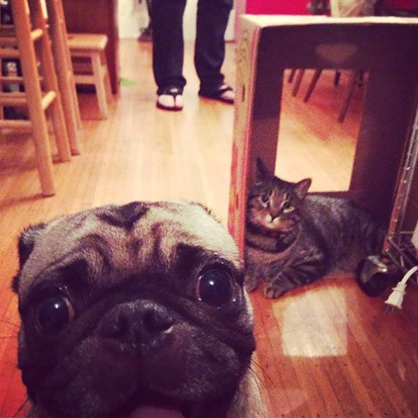 Funny Animals (48 pics)