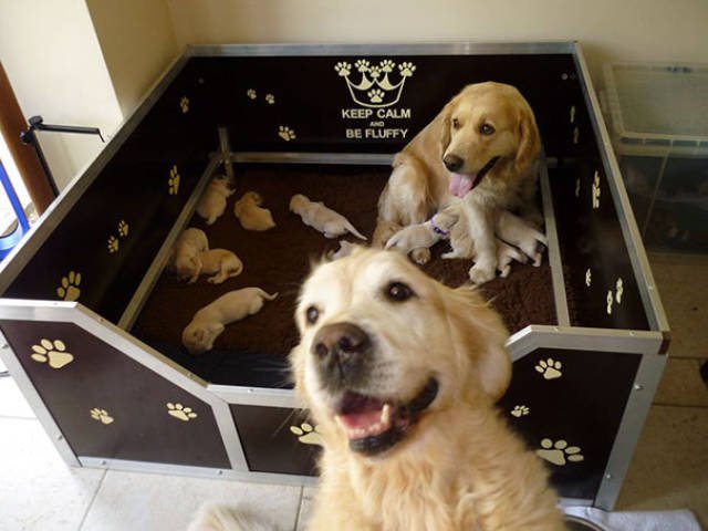 Funny Animals (48 pics)