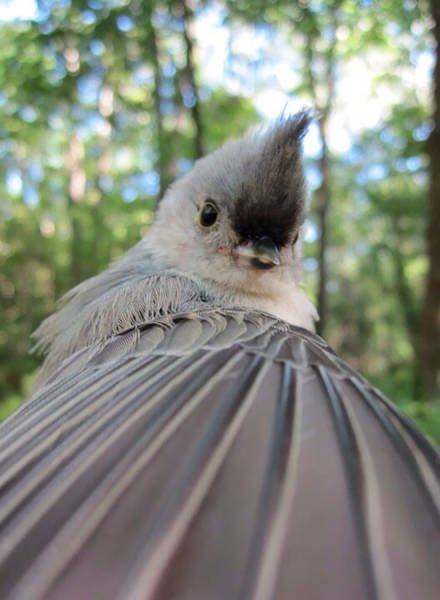 Funny Animals (48 pics)