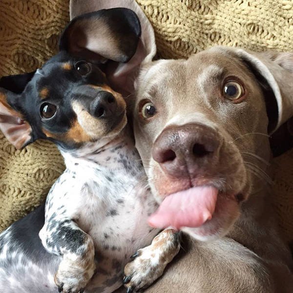 Funny Animals (48 pics)