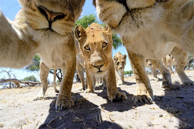 Funny Animals (48 pics)