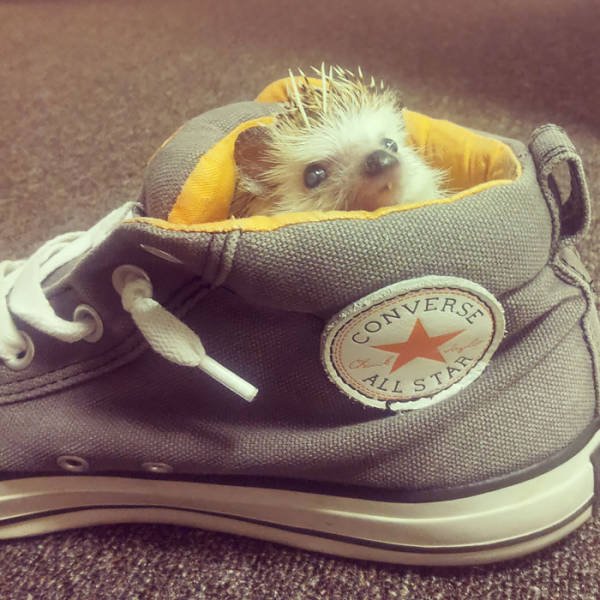 Cute And Funny Hedgehogs (60 pics)