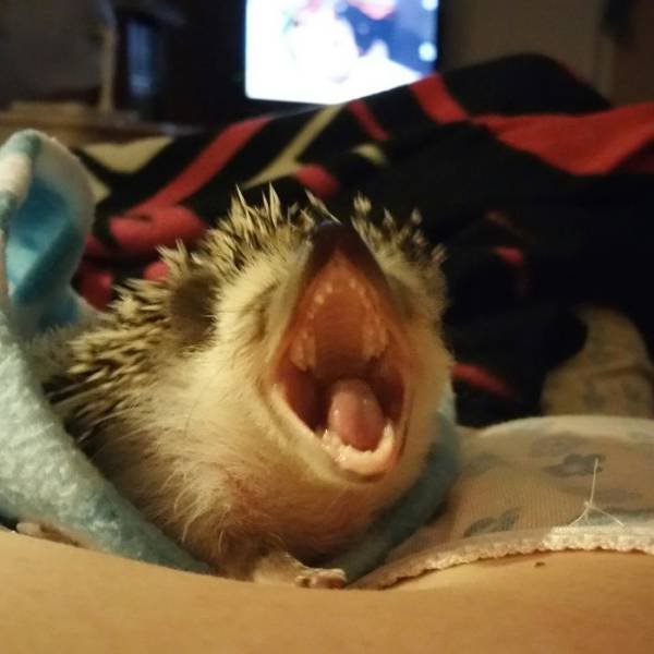 Cute And Funny Hedgehogs (60 pics)