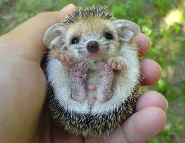 Cute And Funny Hedgehogs (60 pics)