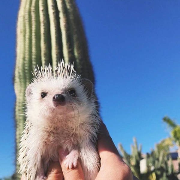 Cute And Funny Hedgehogs (60 pics)