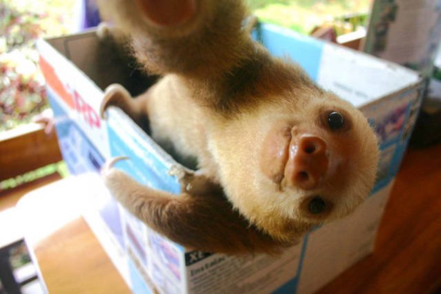 Funny Animals (48 pics)