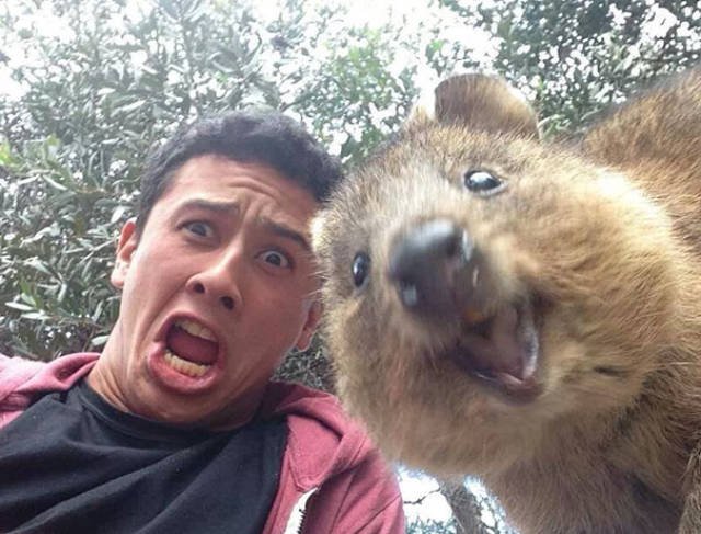 Funny Animals (48 pics)