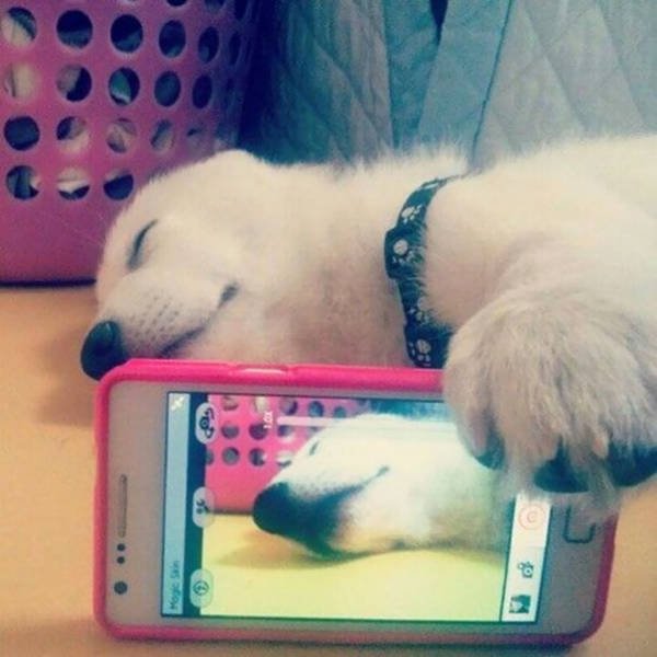 Funny Animals (48 pics)