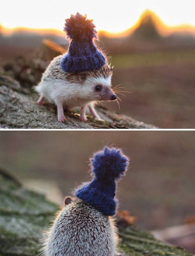 Cute And Funny Hedgehogs (60 pics)