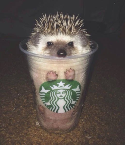 Cute And Funny Hedgehogs (60 pics)