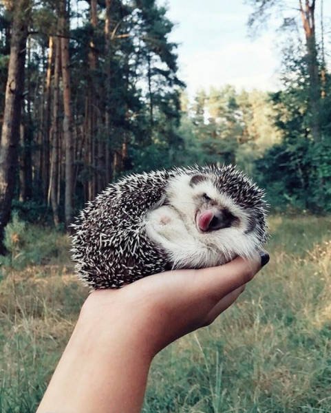 Cute And Funny Hedgehogs (60 pics)