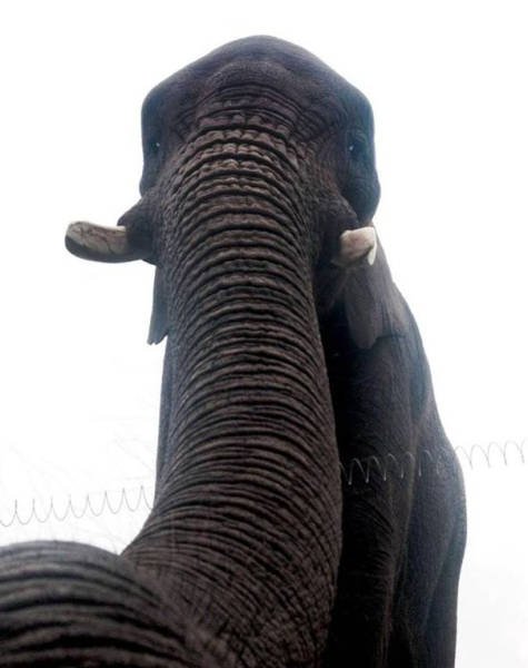 Funny Animals (48 pics)