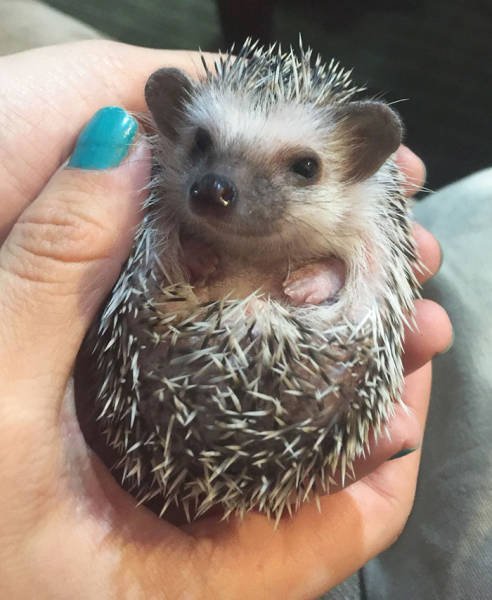 Cute And Funny Hedgehogs (60 pics)