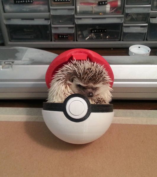 Cute And Funny Hedgehogs (60 pics)