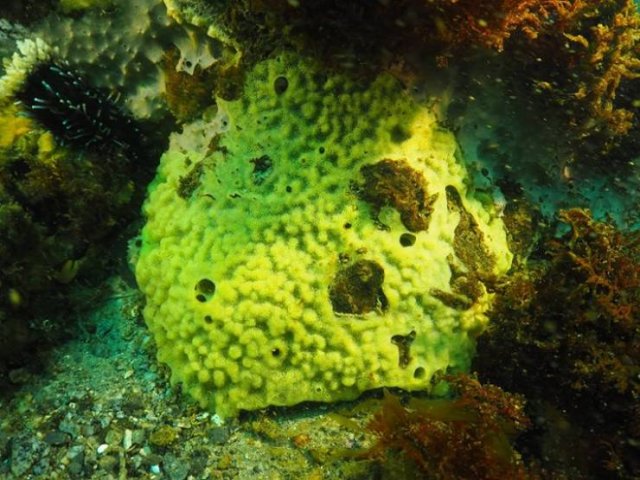 Creatures That Live Longer Than Humans (14 pics) Creatures That Live Longer Than Humans (14 pics)