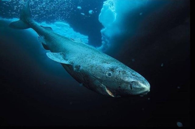 Creatures That Live Longer Than Humans (14 pics) Creatures That Live Longer Than Humans (14 pics)