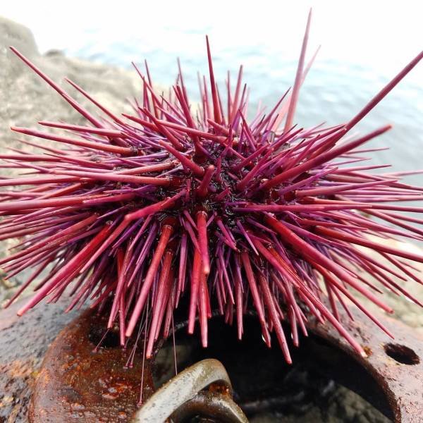 Creatures That Live Longer Than Humans (14 pics) Creatures That Live Longer Than Humans (14 pics)