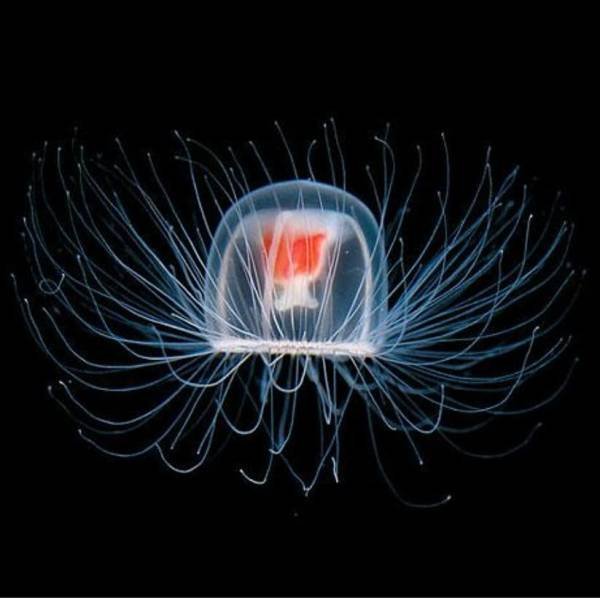 Creatures That Live Longer Than Humans (14 pics)