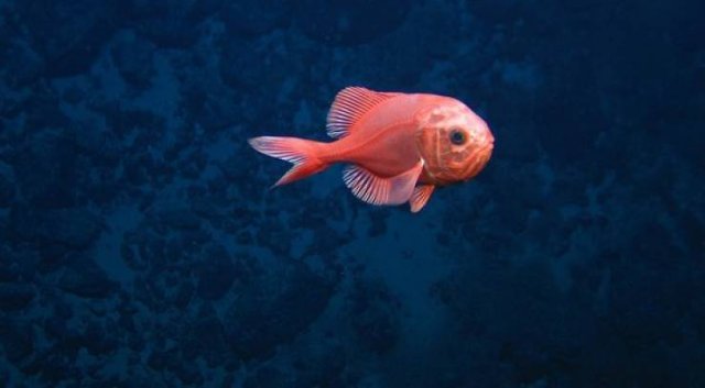 Creatures That Live Longer Than Humans (14 pics) Creatures That Live Longer Than Humans (14 pics)