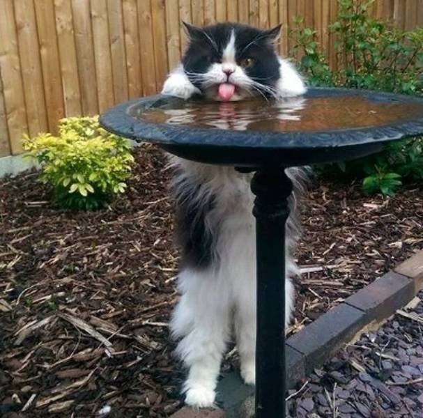 Arrogant Cats (20 pics)