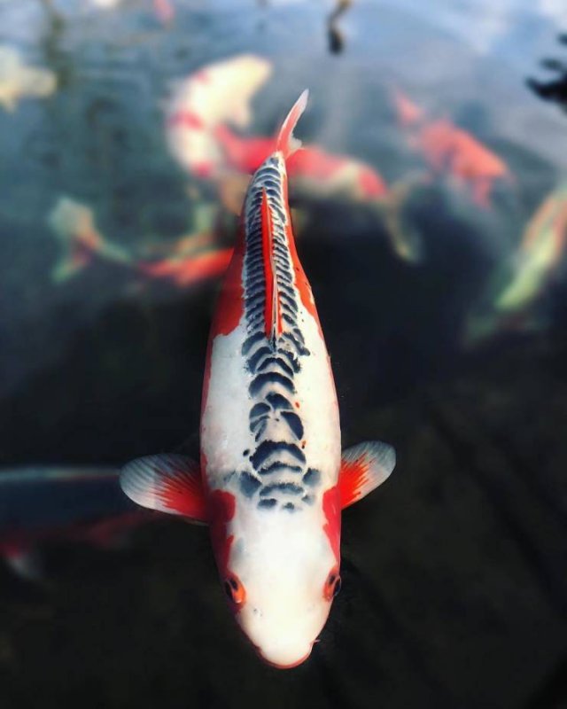 Creatures That Live Longer Than Humans (14 pics) Creatures That Live Longer Than Humans (14 pics)