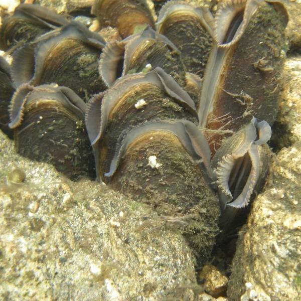 Creatures That Live Longer Than Humans (14 pics) Creatures That Live Longer Than Humans (14 pics)
