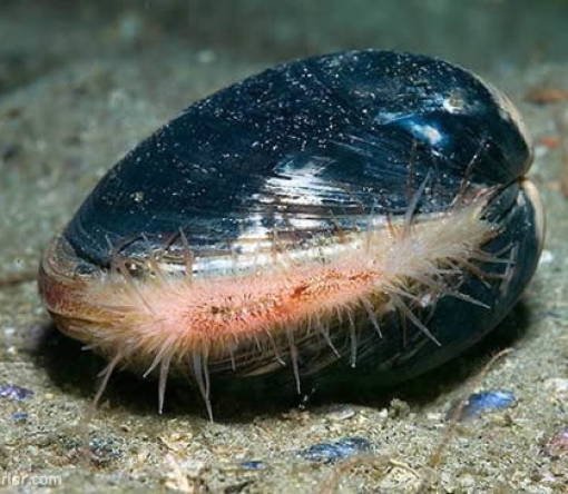 Creatures That Live Longer Than Humans (14 pics) Creatures That Live Longer Than Humans (14 pics)