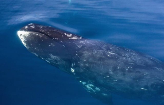 Creatures That Live Longer Than Humans (14 pics) Creatures That Live Longer Than Humans (14 pics)