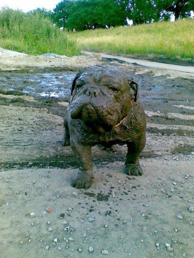 Funny Animals (55 pics)
