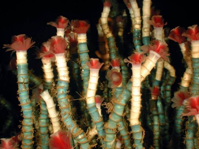 Creatures That Live Longer Than Humans (14 pics) Creatures That Live Longer Than Humans (14 pics)