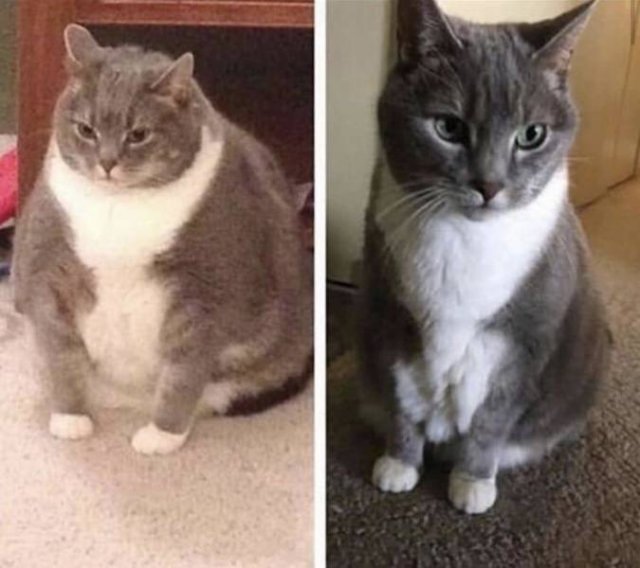 Cute Pets (21 pics)